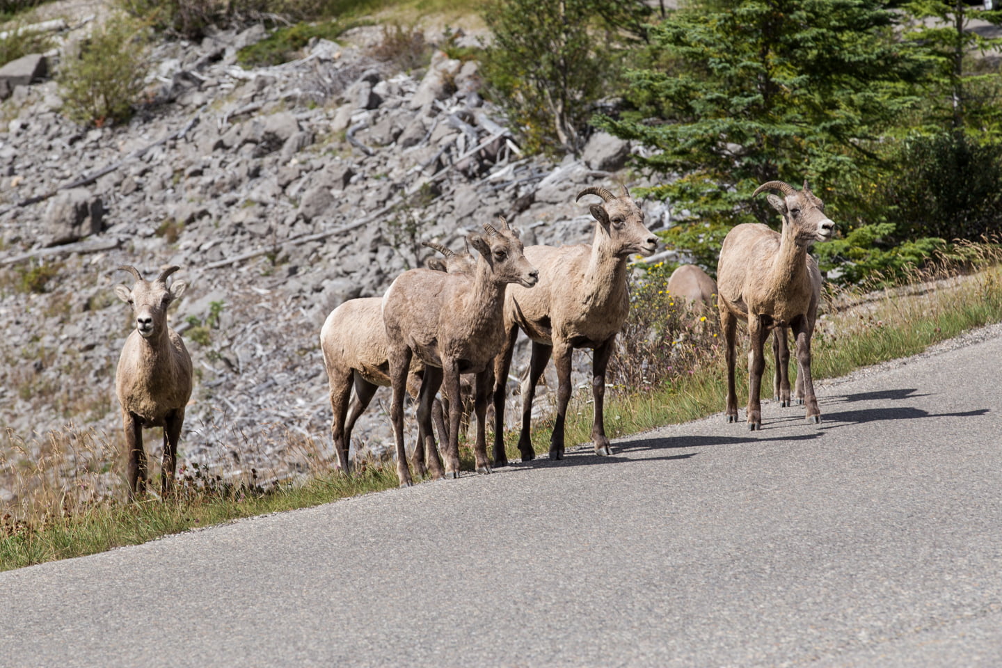jasper-bighorn-sheep-road