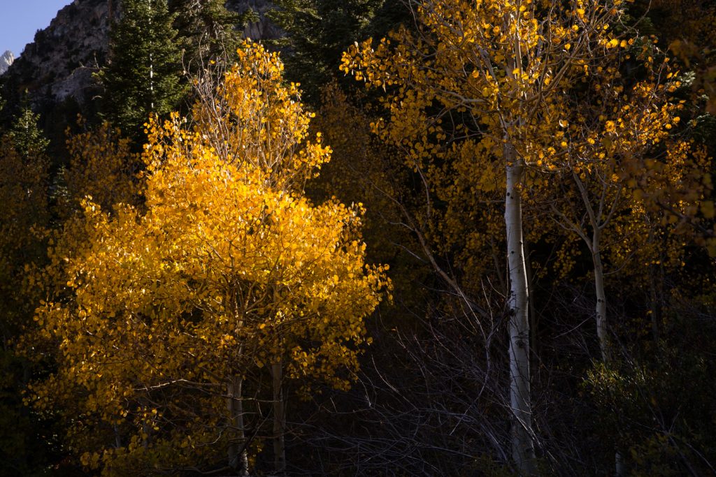 Fall Colors Eastern Sierras Bridgeport