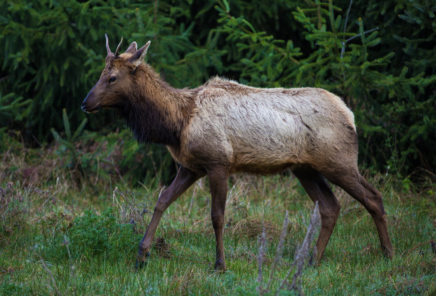 Road Trip to Redwood National and State Parks