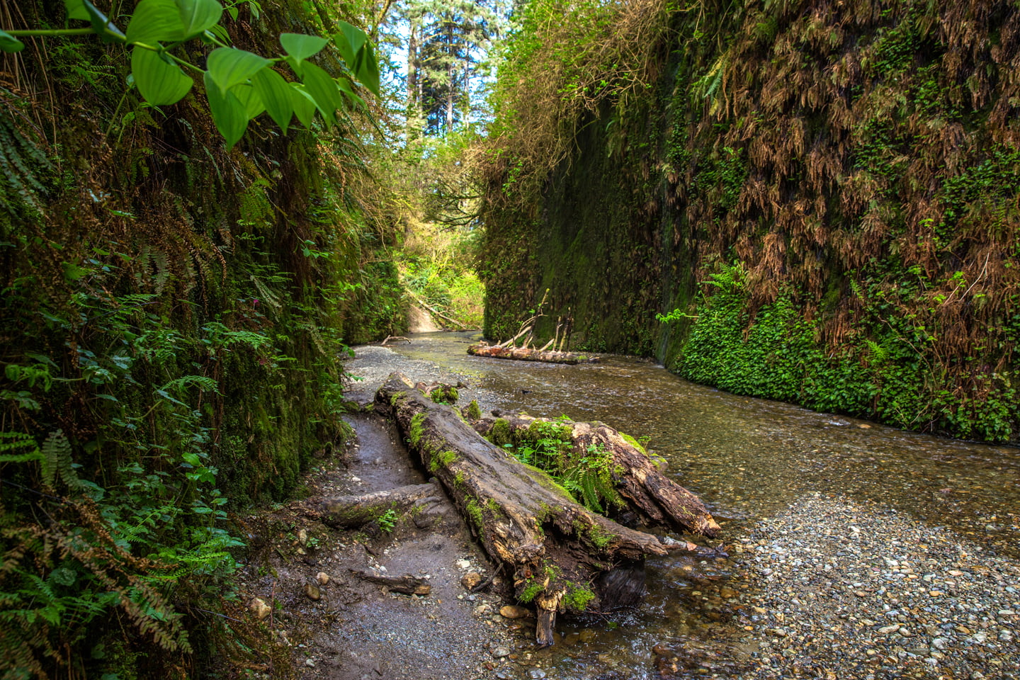 Road Trip to Redwood National and State Parks