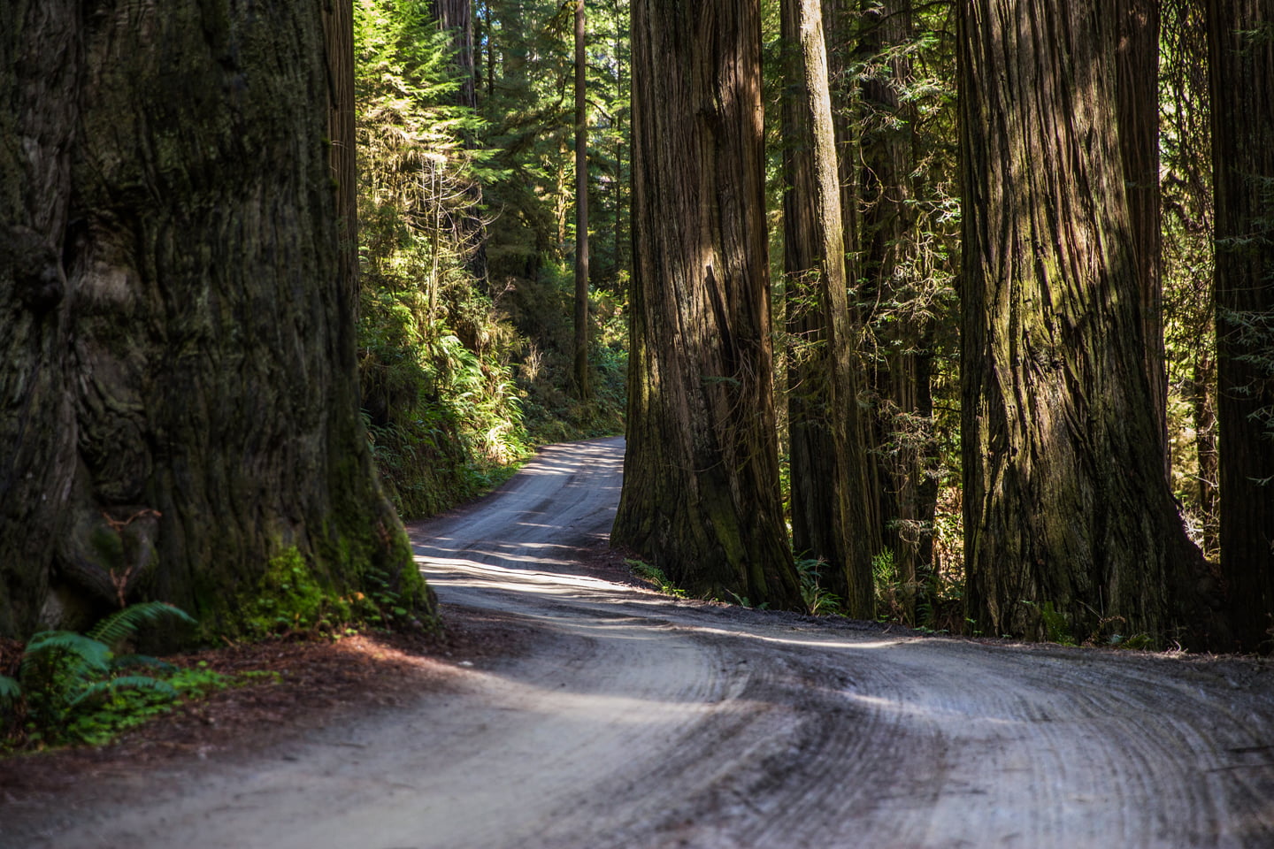 Road Trip to Redwood National and State Parks