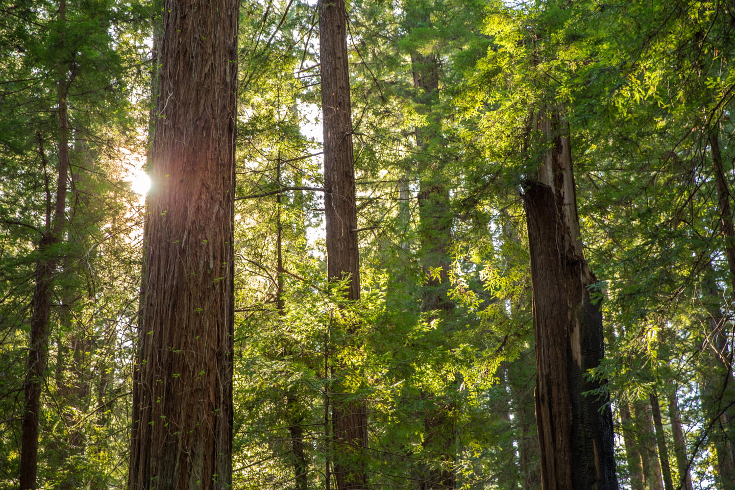 Road Trip to Redwood National and State Parks