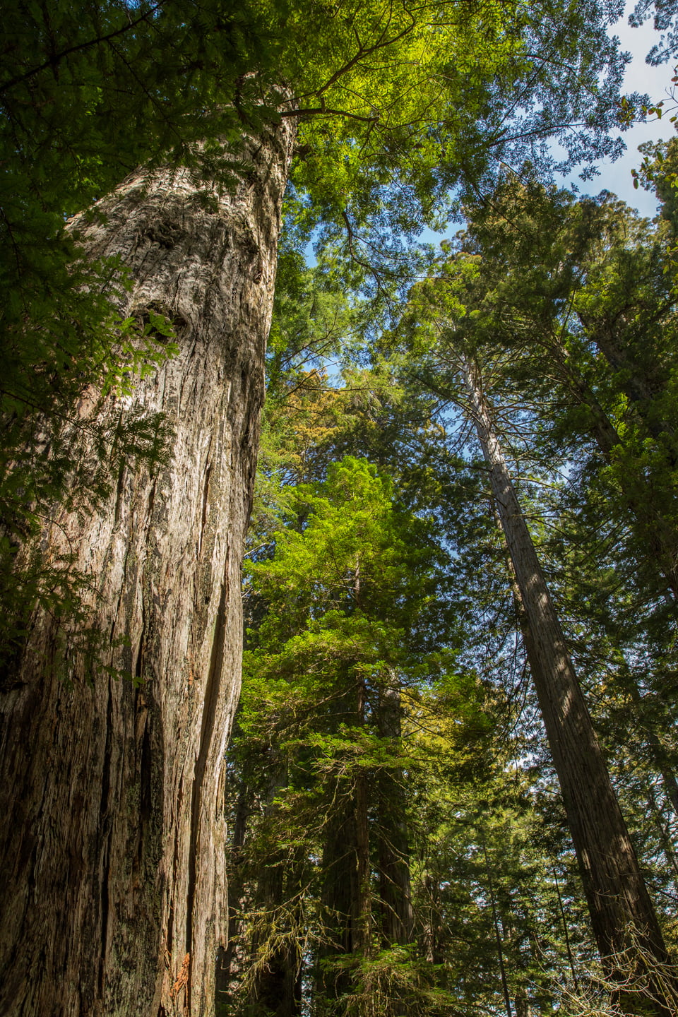 Road Trip to Redwood National and State Parks