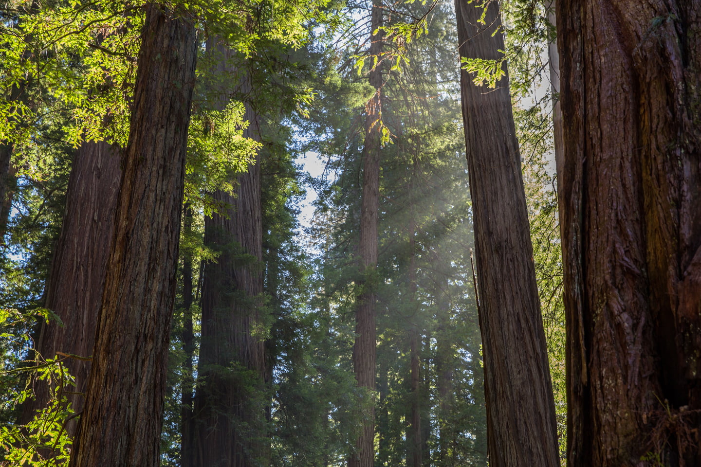 Road Trip to Redwood National and State Parks