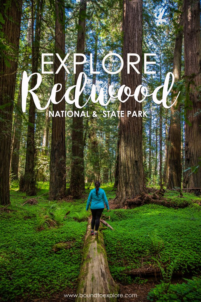 Road Trip to Redwood National and State Parks