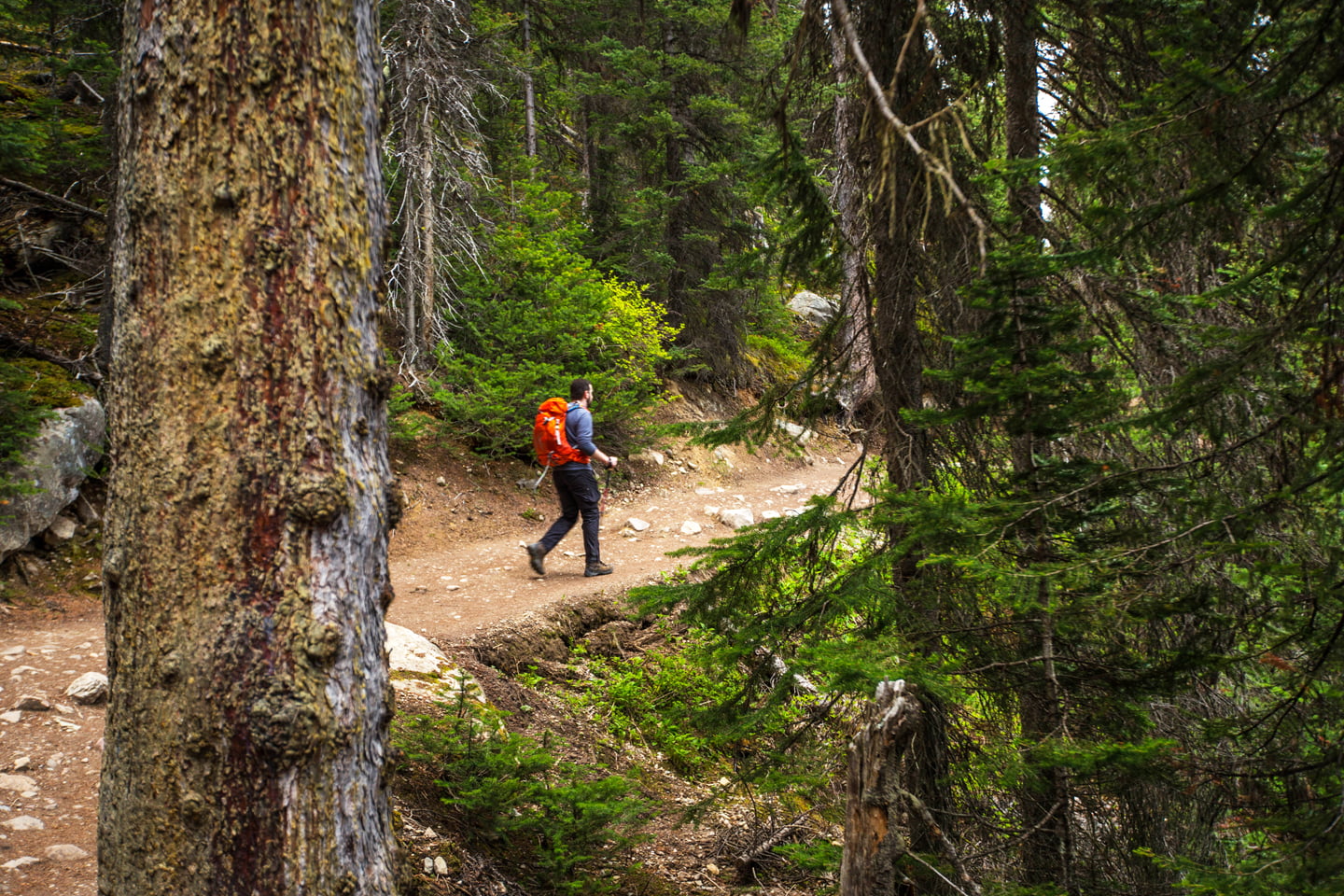 Lake Agnes Trail